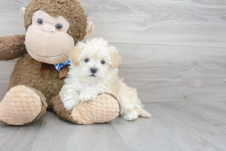 Funny Maltipoo Poodle Mix Pup