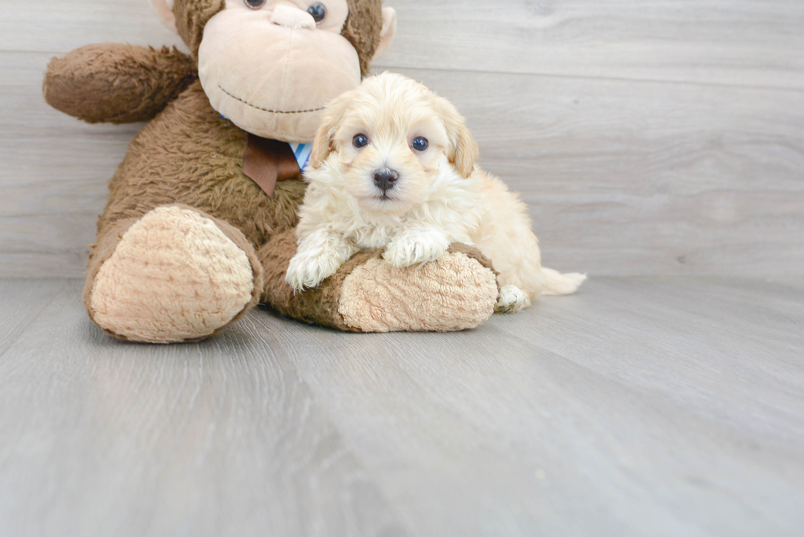 Maltipoo Puppy for Adoption