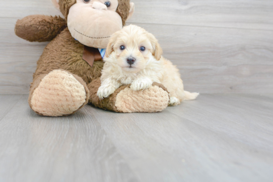 Maltipoo Puppy for Adoption