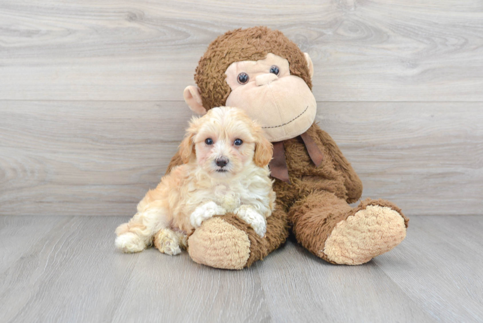 Maltipoo Pup Being Cute