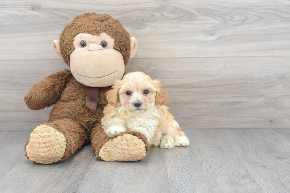 Best Maltipoo Baby