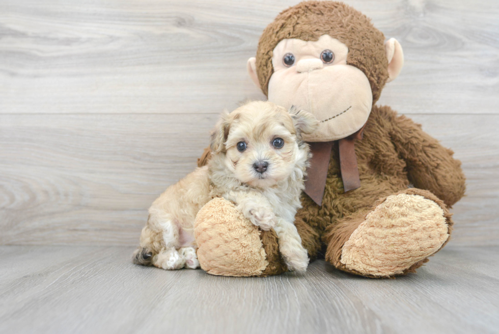 Small Maltipoo Baby