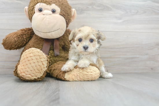 Fluffy Maltipoo Poodle Mix Pup