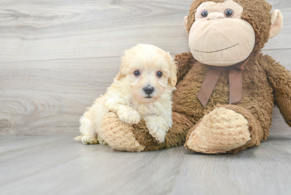 Smart Maltipoo Poodle Mix Pup