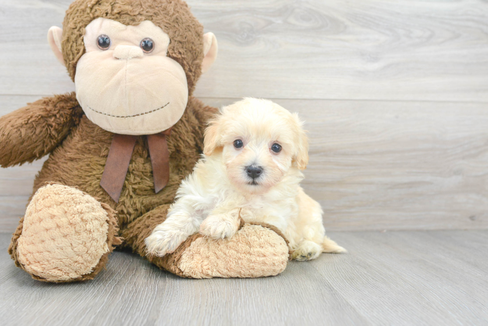 Maltipoo Pup Being Cute