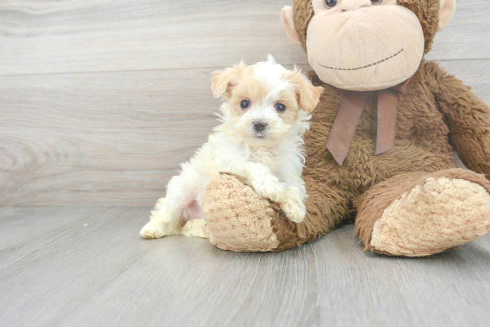 Small Maltipoo Baby