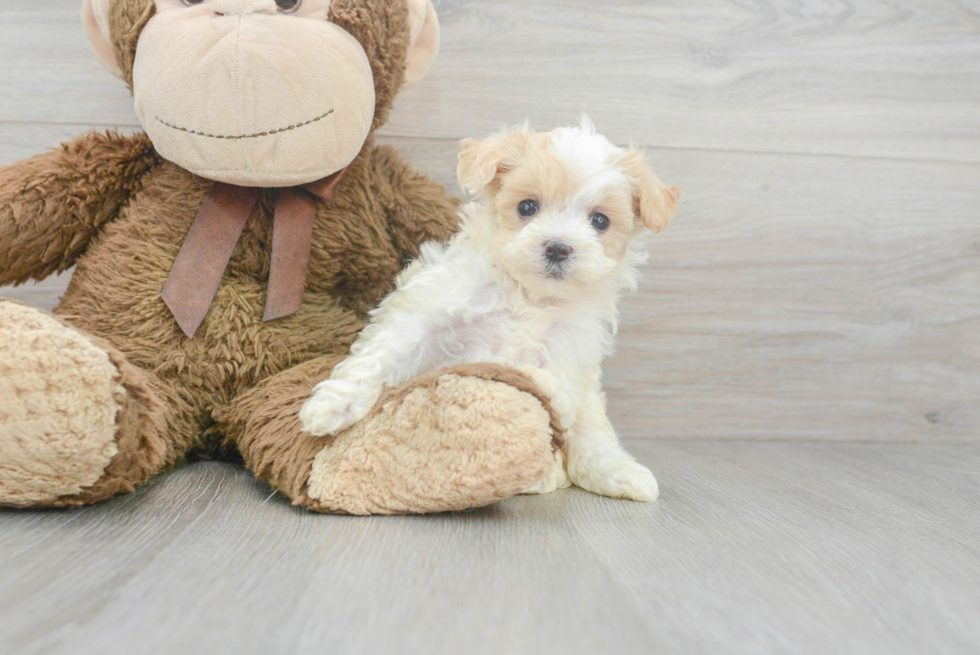 Maltipoo Puppy for Adoption