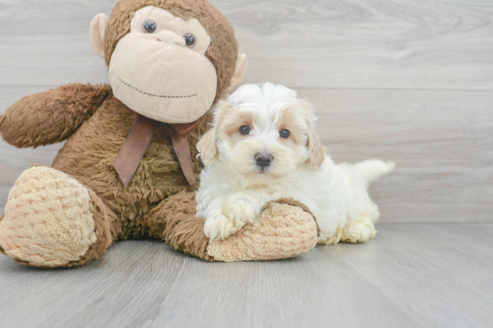 Energetic Maltese Poodle Poodle Mix Puppy