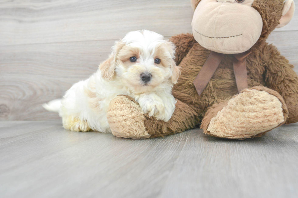 Best Maltipoo Baby