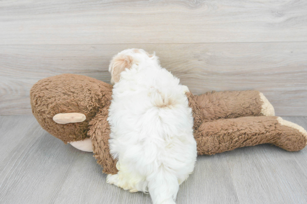 Popular Maltipoo Poodle Mix Pup