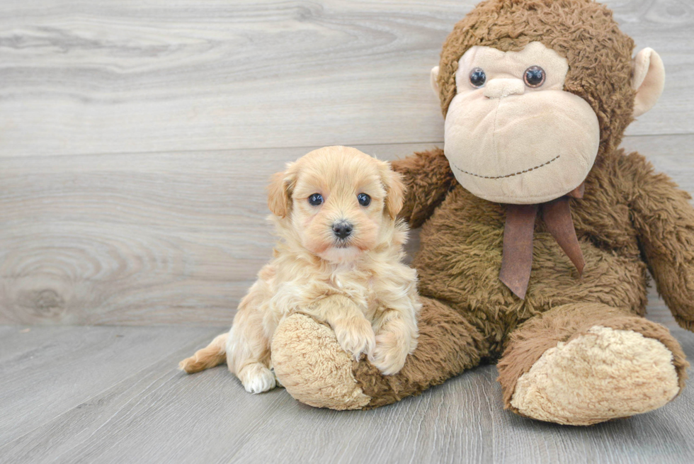 Best Maltipoo Baby