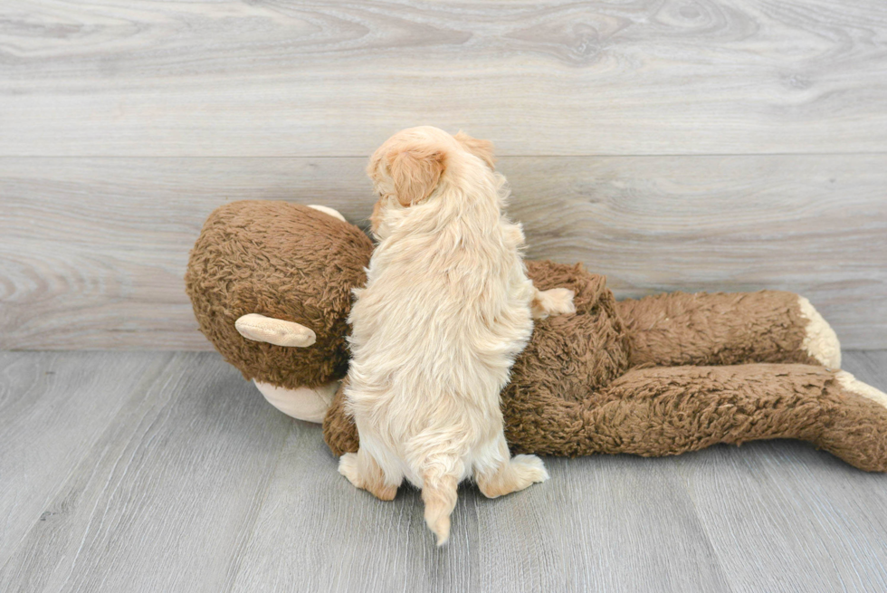 Popular Maltipoo Poodle Mix Pup