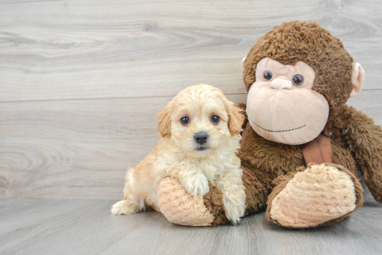 Maltipoo Puppy for Adoption