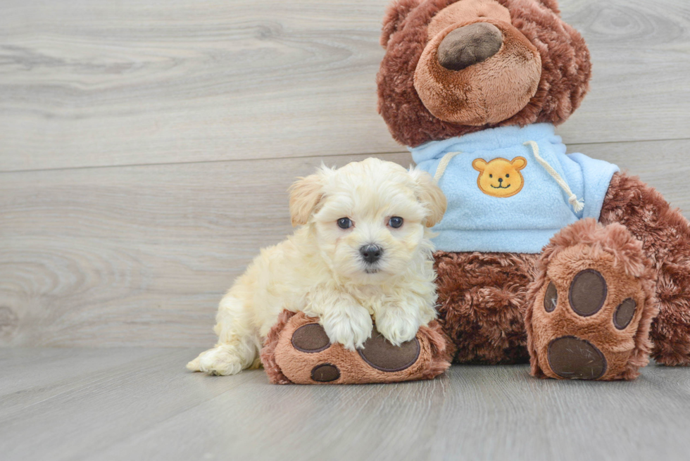 Hypoallergenic Maltese Poodle Poodle Mix Puppy