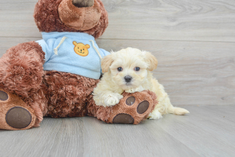 Best Maltipoo Baby