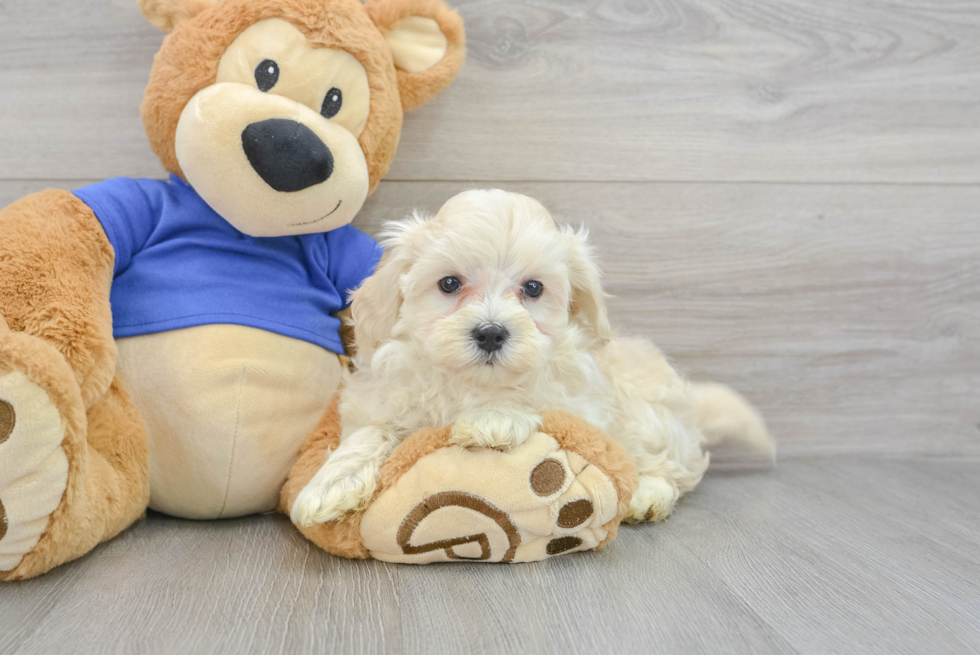 Funny Maltipoo Poodle Mix Pup