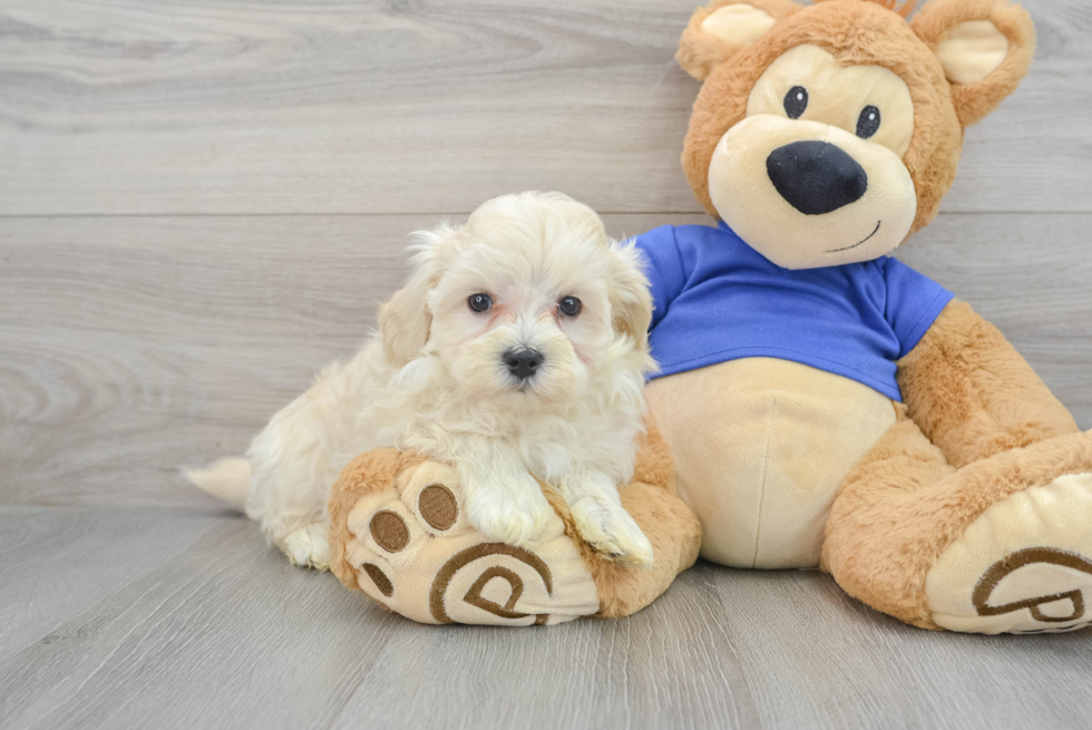 Maltipoo Puppy for Adoption