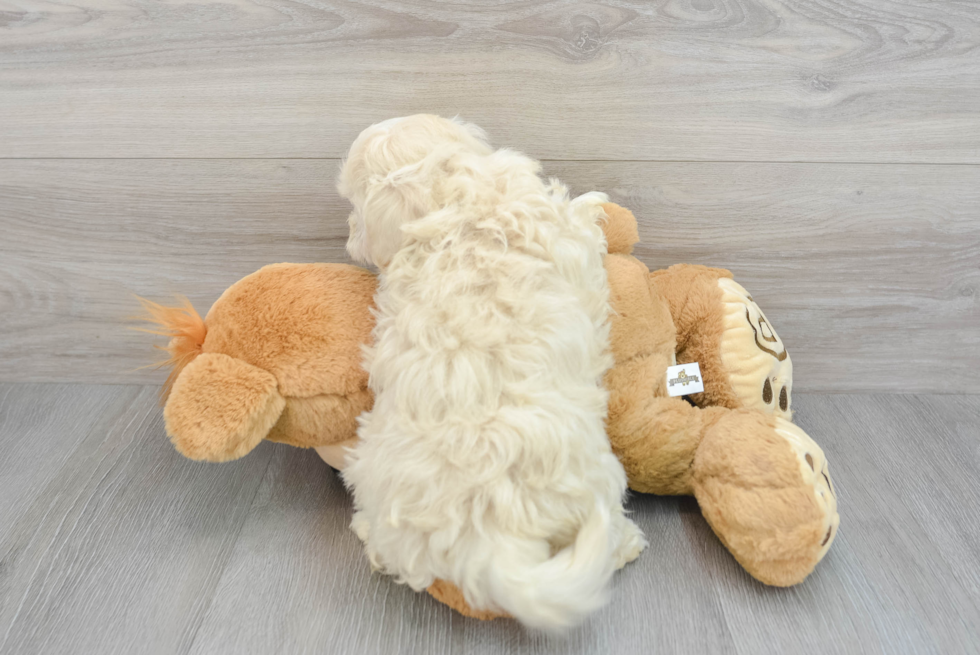 Maltipoo Puppy for Adoption