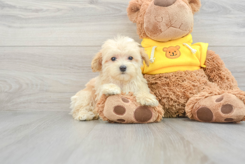 Fluffy Maltipoo Poodle Mix Pup