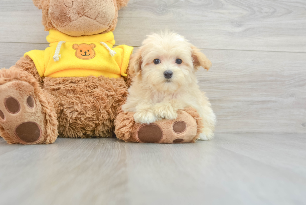 Maltipoo Puppy for Adoption