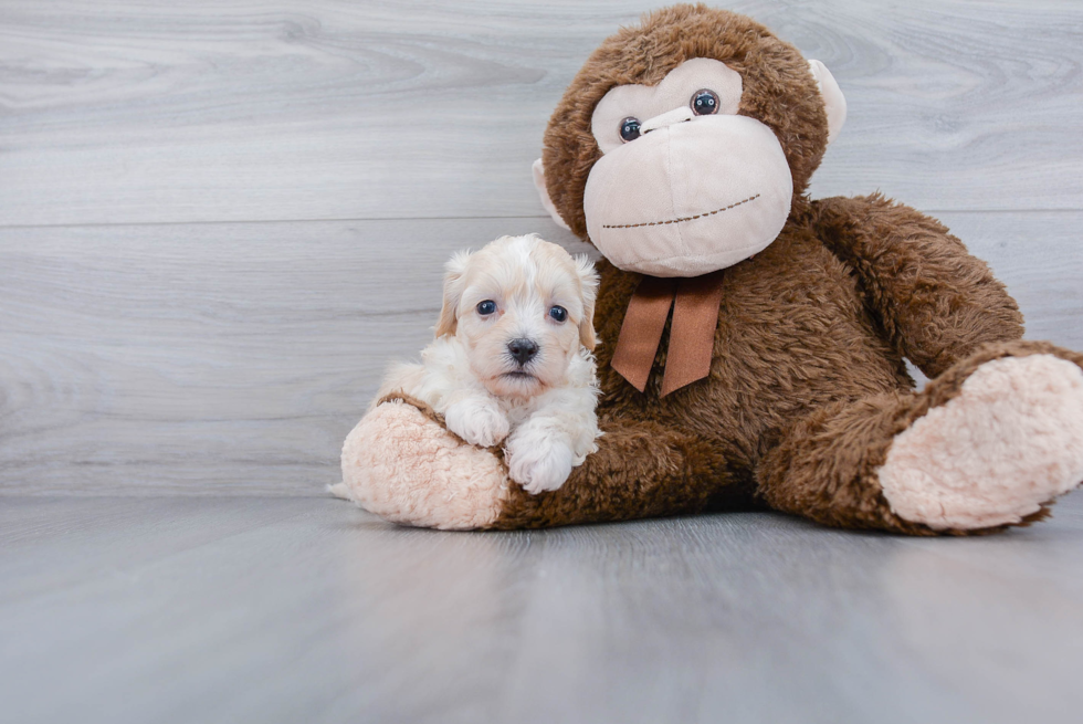 Fluffy Maltipoo Poodle Mix Pup