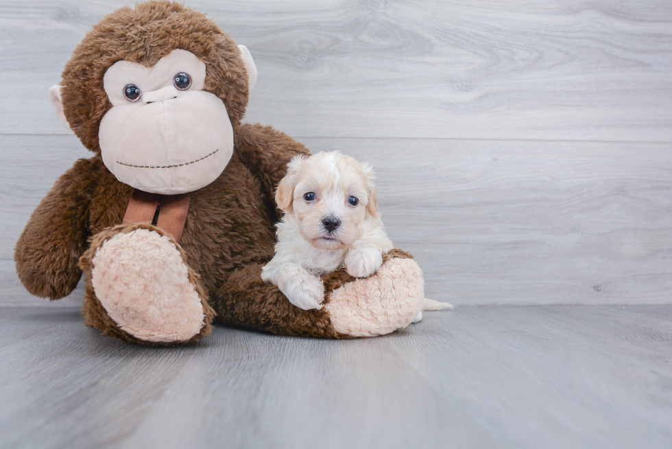 Sweet Maltipoo Baby