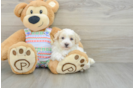 Best Maltipoo Baby