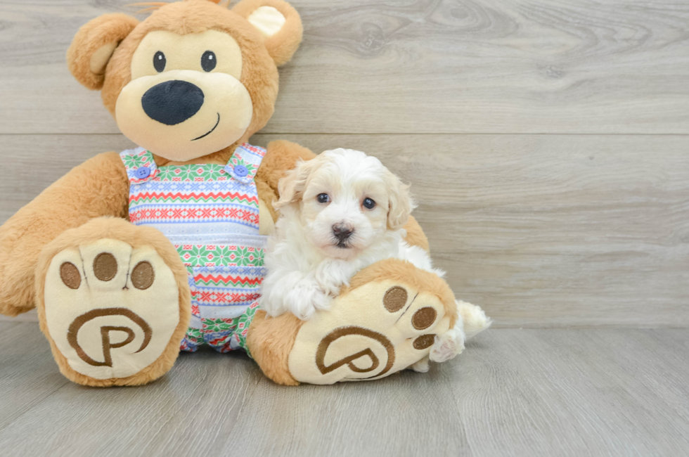 5 week old Maltipoo Puppy For Sale - Premier Pups