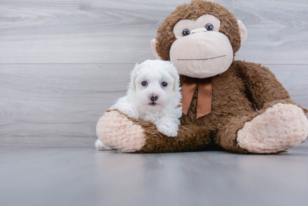 Friendly Poochon Baby