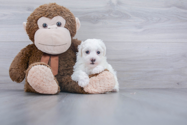 Hypoallergenic Bichpoo Poodle Mix Puppy