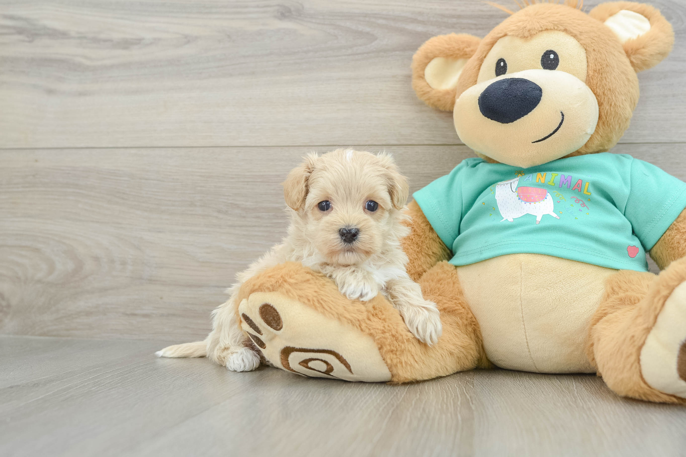 Energetic Maltepoo Poodle Mix Puppy