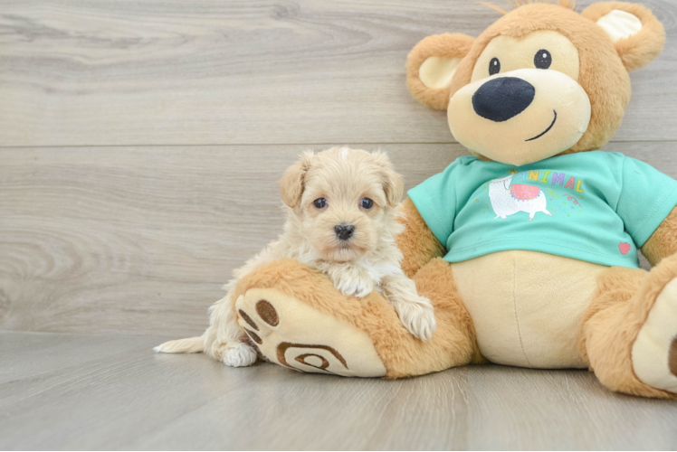 Energetic Maltepoo Poodle Mix Puppy