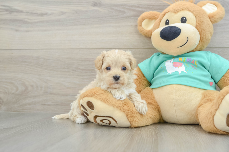 Meet Nelson - our Maltipoo Puppy Photo 1/3 - Premier Pups