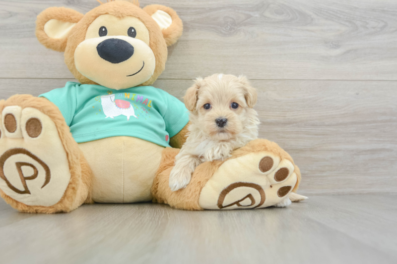 Meet Nelson - our Maltipoo Puppy Photo 3/3 - Premier Pups