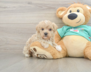 8 week old Maltipoo Puppy For Sale - Premier Pups