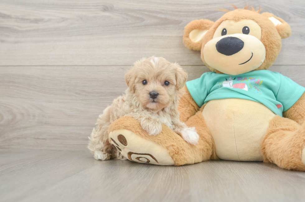 6 week old Maltipoo Puppy For Sale - Premier Pups