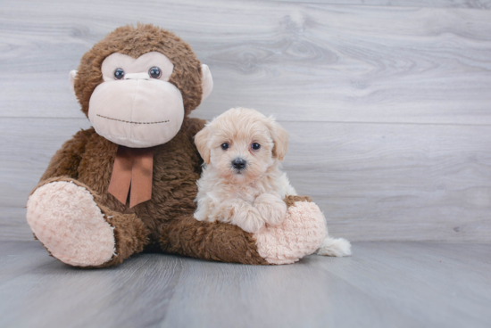 Sweet Maltipoo Baby