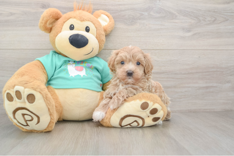 Maltipoo Puppy for Adoption