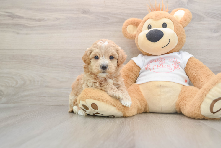 Best Maltipoo Baby
