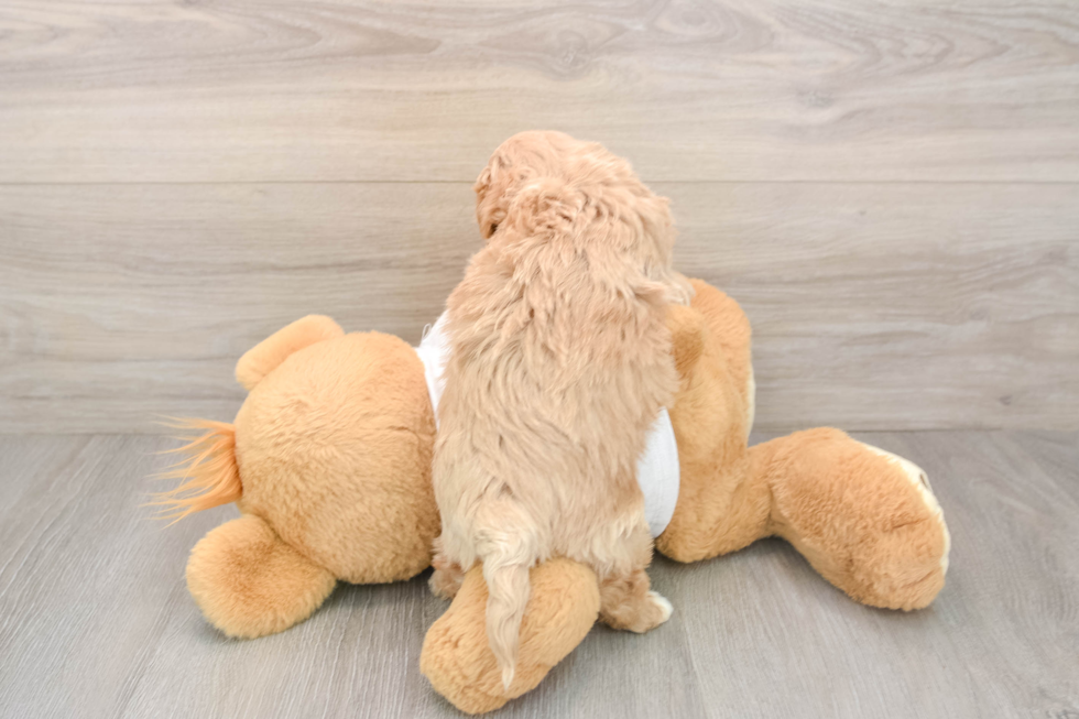 Hypoallergenic Maltidoodle Poodle Mix Puppy