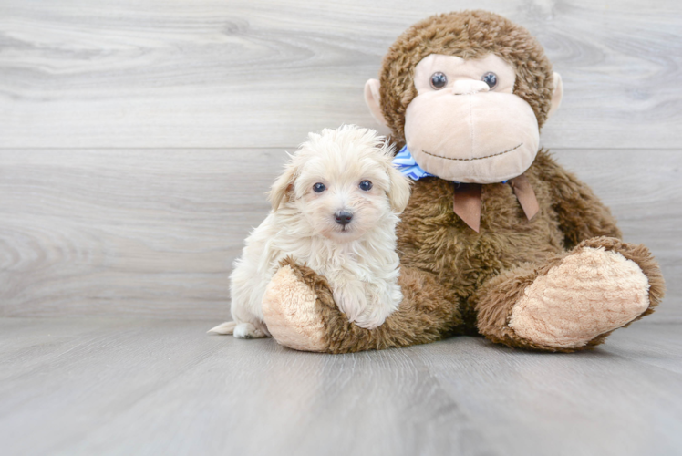 Best Maltipoo Baby