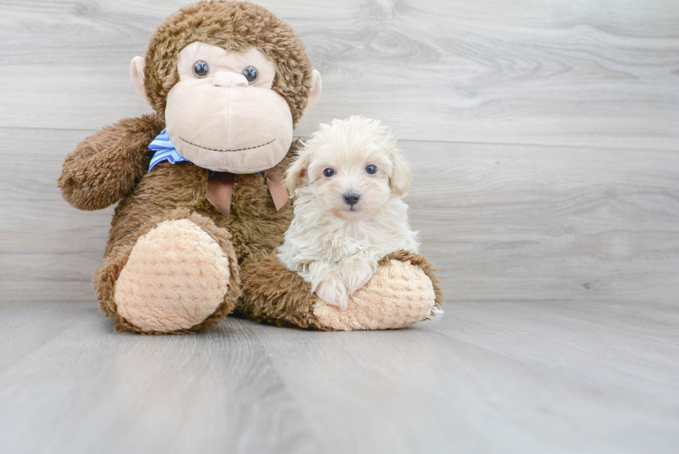 Smart Maltipoo Poodle Mix Pup