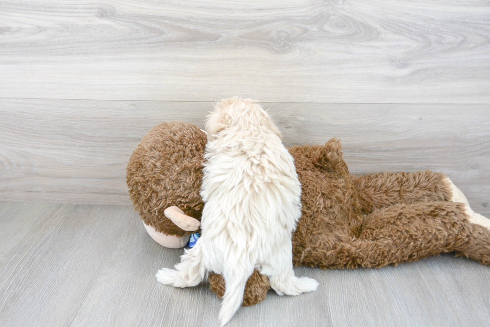 Hypoallergenic Maltepoo Poodle Mix Puppy