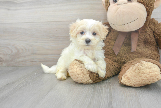 Maltipoo Puppy for Adoption