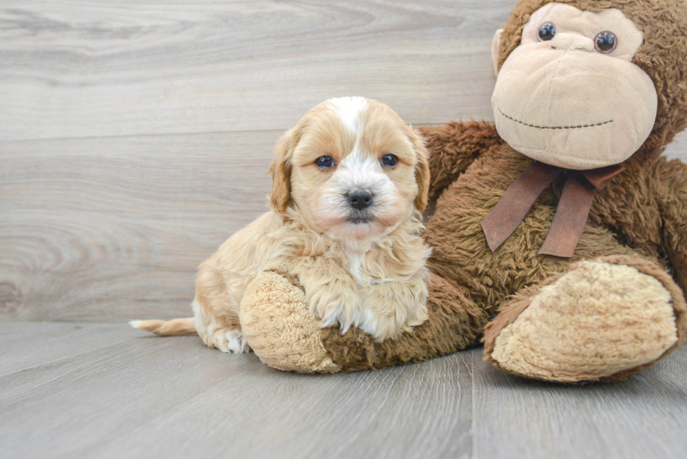 Maltipoo Puppy for Adoption