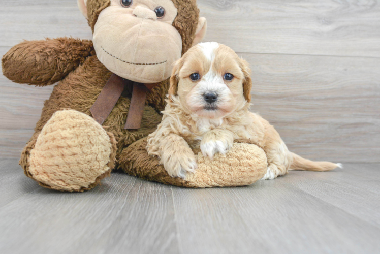 Maltipoo Pup Being Cute