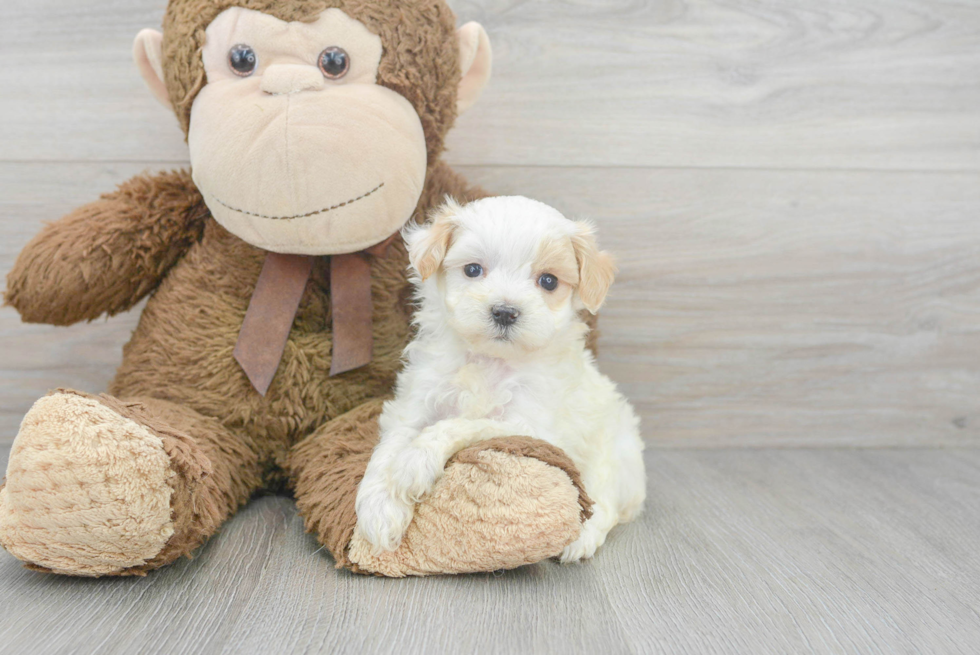 Fluffy Maltipoo Poodle Mix Pup