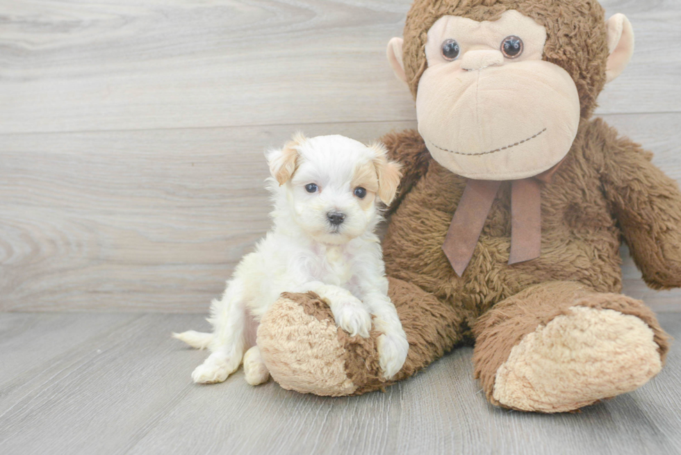 Maltipoo Puppy for Adoption