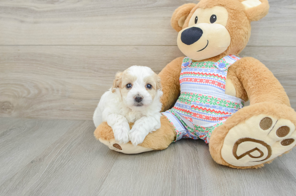 6 week old Maltipoo Puppy For Sale - Premier Pups