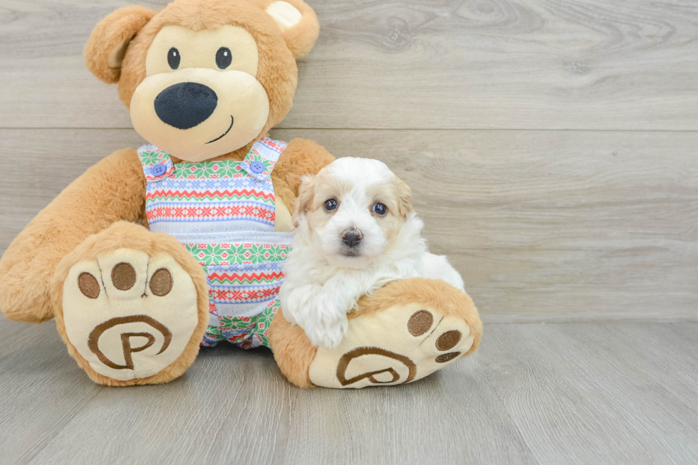 Best Maltipoo Baby